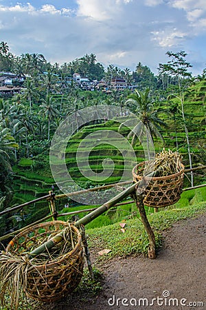 Baskets to collect the rice terraces Tegallalang, Ubud, Bali, Indonesia Stock Photo