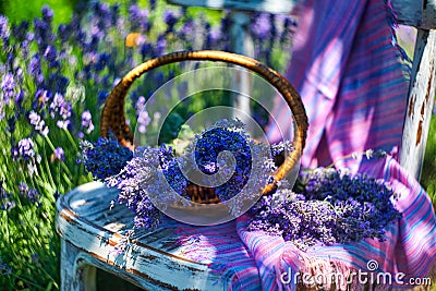 Basket with lavender bouquet on vintage chair, on lavender field background Stock Photo