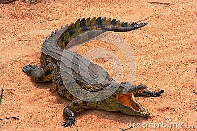 Basking Crocodile Stock Photo