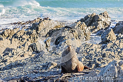 Basking fur seals in New Zealand coast Stock Photo