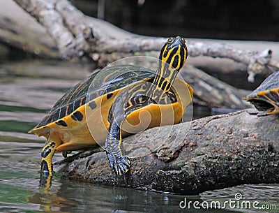 Basking Turtle Stock Photo