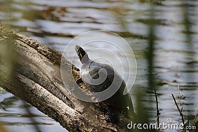 Basking turtle on the old piece of wood over the water surface on a sunny day Stock Photo