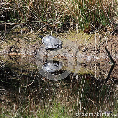 A Basking Turtle by the Pond Stock Photo