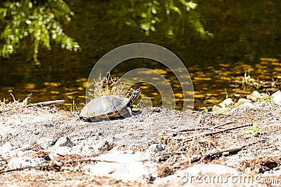 Basking yellow-bellied turtle Trachemys scripta scripta stretches out across the rocks Stock Photo