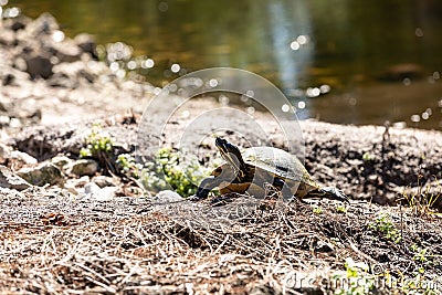 Basking yellow-bellied turtle Trachemys scripta scripta stretches out across the rocks Stock Photo