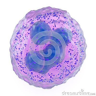 Basophil granulocyte Stock Photo