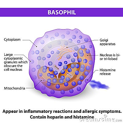 Basophil Vector Illustration