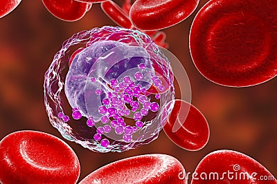 Basophil, a white blood cell Cartoon Illustration