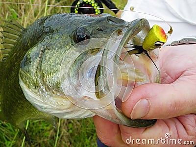 Bass Caught on Fly Stock Photo