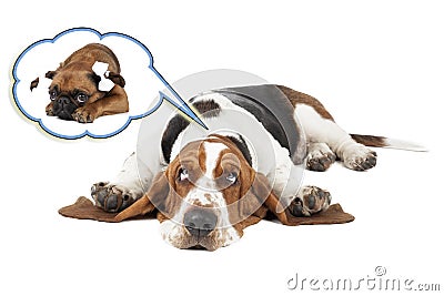 Basset dog dreams of Small Brabant Griffon girlfriend Stock Photo