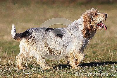 BASSET GRIFFON VENDEEN Stock Photo