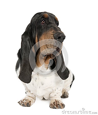 Basset Hound (10 months old) Stock Photo