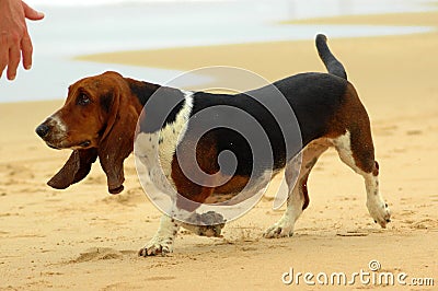 Basset Hound Stock Photo