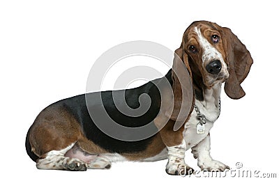 Basset hound, 22 months old, sitting Stock Photo