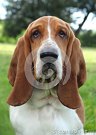 Basset Hound Stock Photo