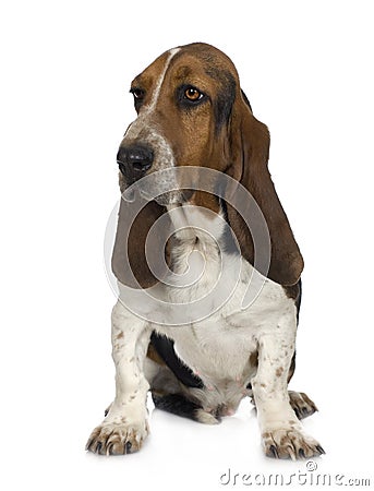 Basset Hound Stock Photo