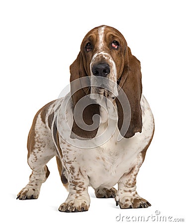 Basset Hound, 4 years old Stock Photo