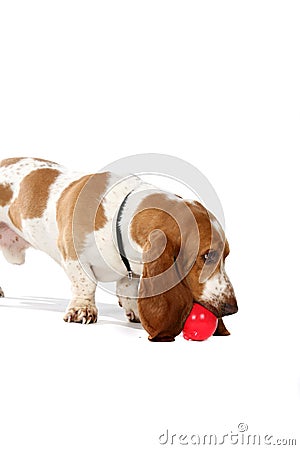 Basset hound with ball Stock Photo