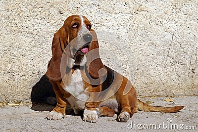 Basset Hound dog Stock Photo