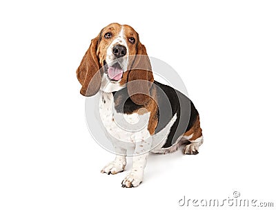 Basset Hound Dog Looking to the side Stock Photo