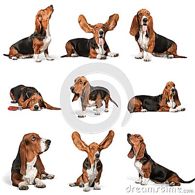 Basset Hound Stock Photo