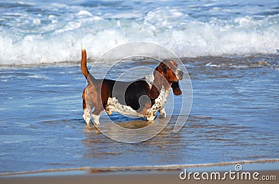 Basset hound dog in sea Stock Photo