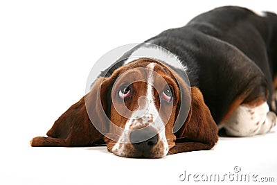 Basset hound Stock Photo