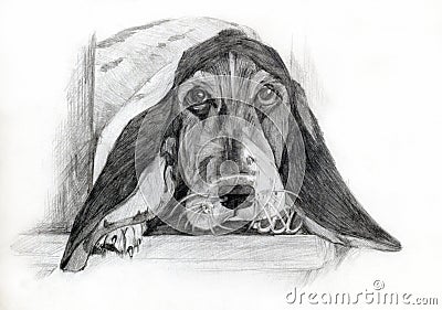 Basset Hound drawing portrait Stock Photo