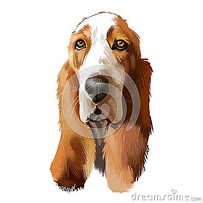 Basset Hound or Hush Puppy short-legged breed scent hound family dog digital art illustration isolated on white Cartoon Illustration