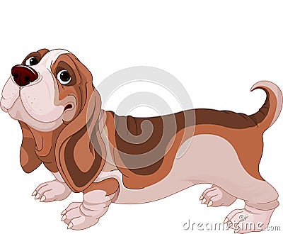 Basset Hound Stock Photo