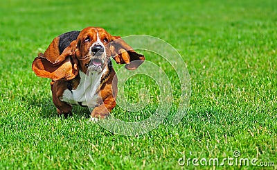 Basset Hound in motion Stock Photo