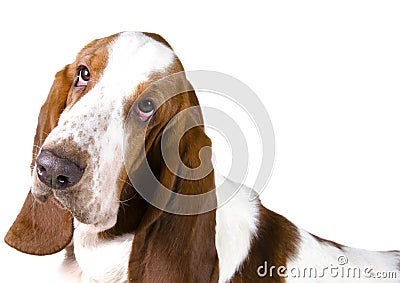 Basset Hound Stock Photo