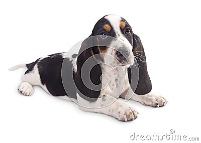 Basset hound puppy Stock Photo