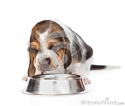 Basset hound puppy drink water from a bowl. isolated on white Stock Photo