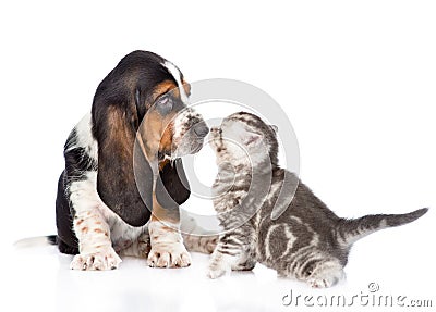 Basset hound puppy sniffing tabby kitten. isolated on white Stock Photo