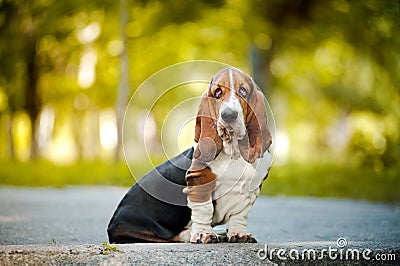 Basset hound sitting Stock Photo