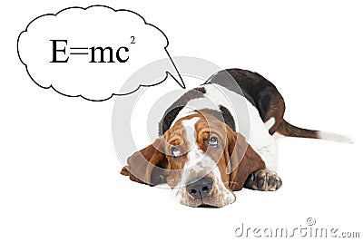 Basset hound thinks about the theory of relativity Stock Photo