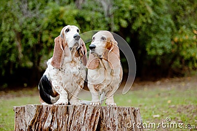 Basset hounds Stock Photo