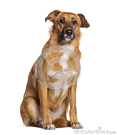 Bastard dog, Malinois cross with labrador retriever, sitting, isolated on white Stock Photo