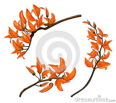 Teak flowers Cartoon Illustration