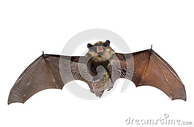 Bat 1 Stock Photo