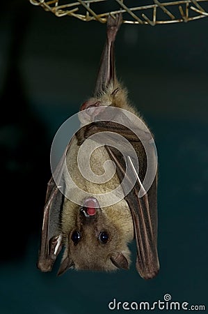 Bat Stock Photo