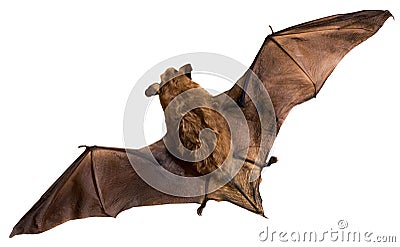 Bat Stock Photo