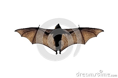 Bat Stock Photo