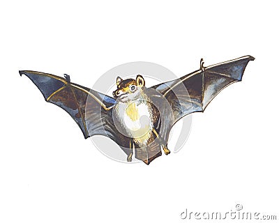 Bat Stock Photo