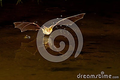 Bat Stock Photo