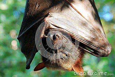 Bat Stock Photo