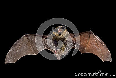 Bat 6 Stock Photo