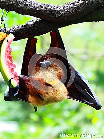 Bat (Chiroptera) Stock Photo
