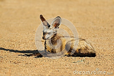 Bat-eared fox in natural habitat Stock Photo